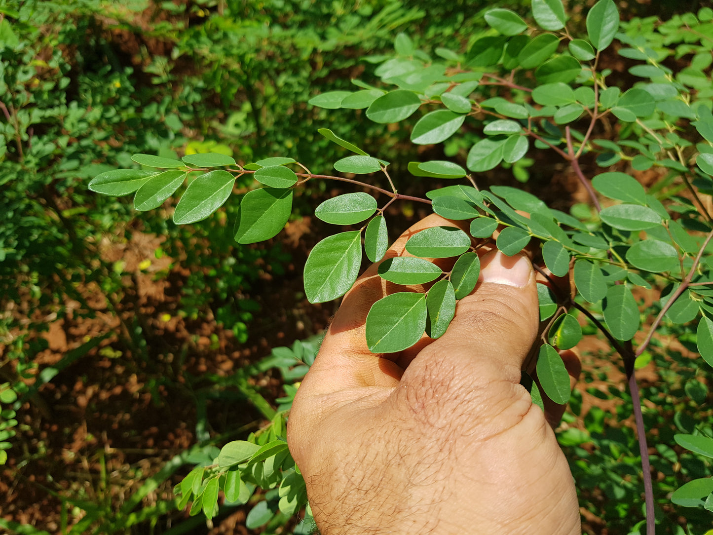 Manual Técnico de Manejo Pós-Corte da Moringa | Protocolo de Altas Produtividades Agromoringa