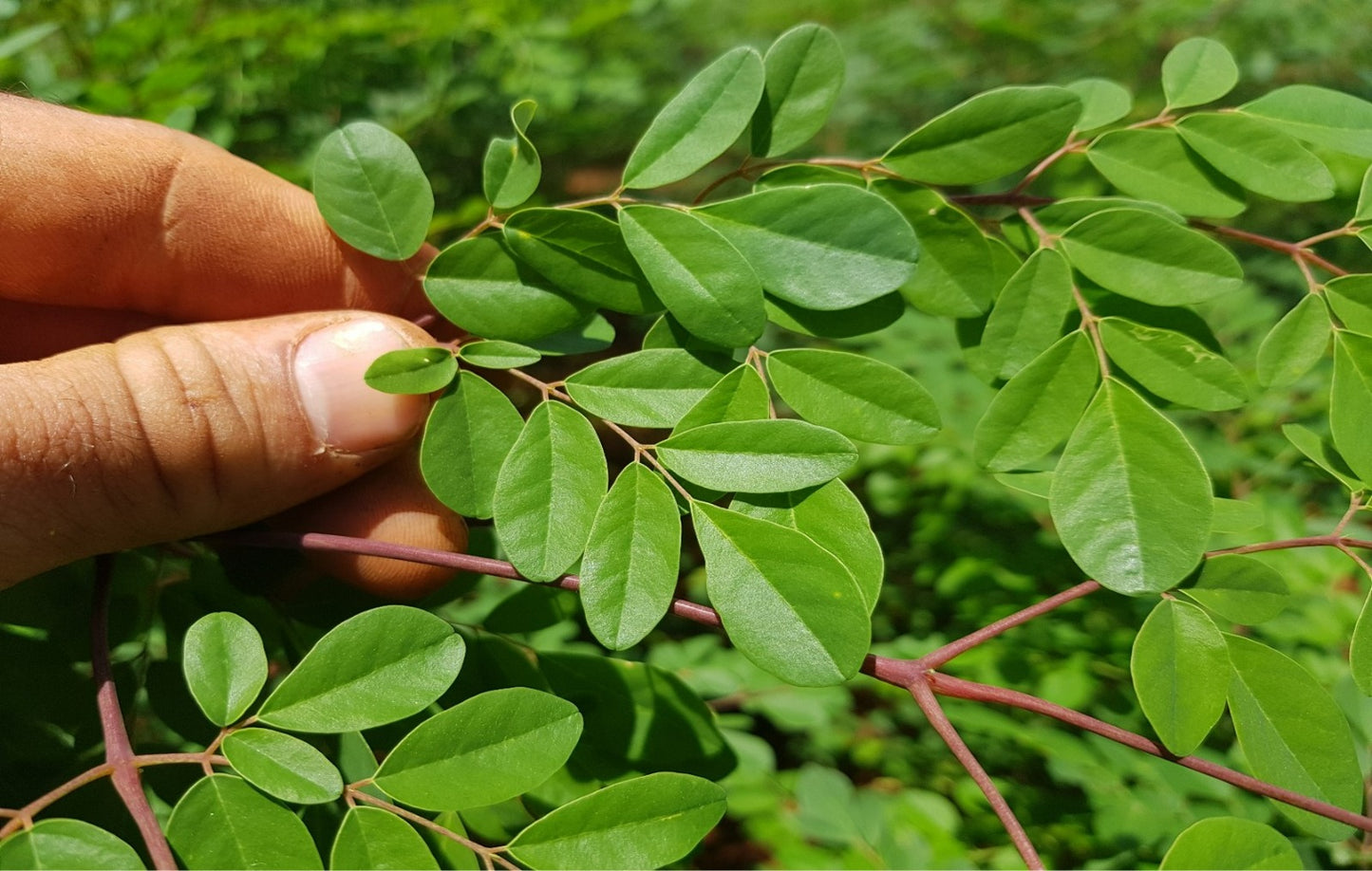 100 G Semente de Moringa