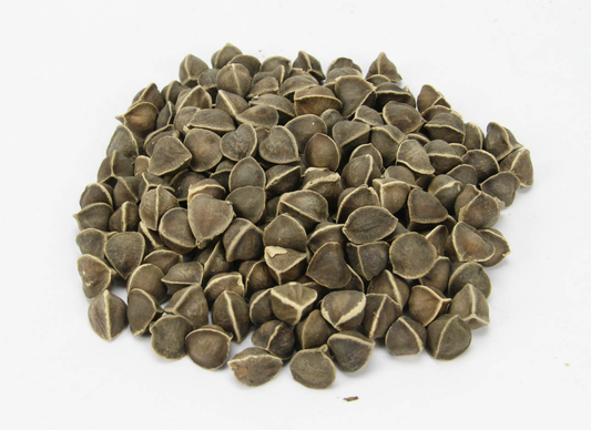 17 KG Semente de Moringa