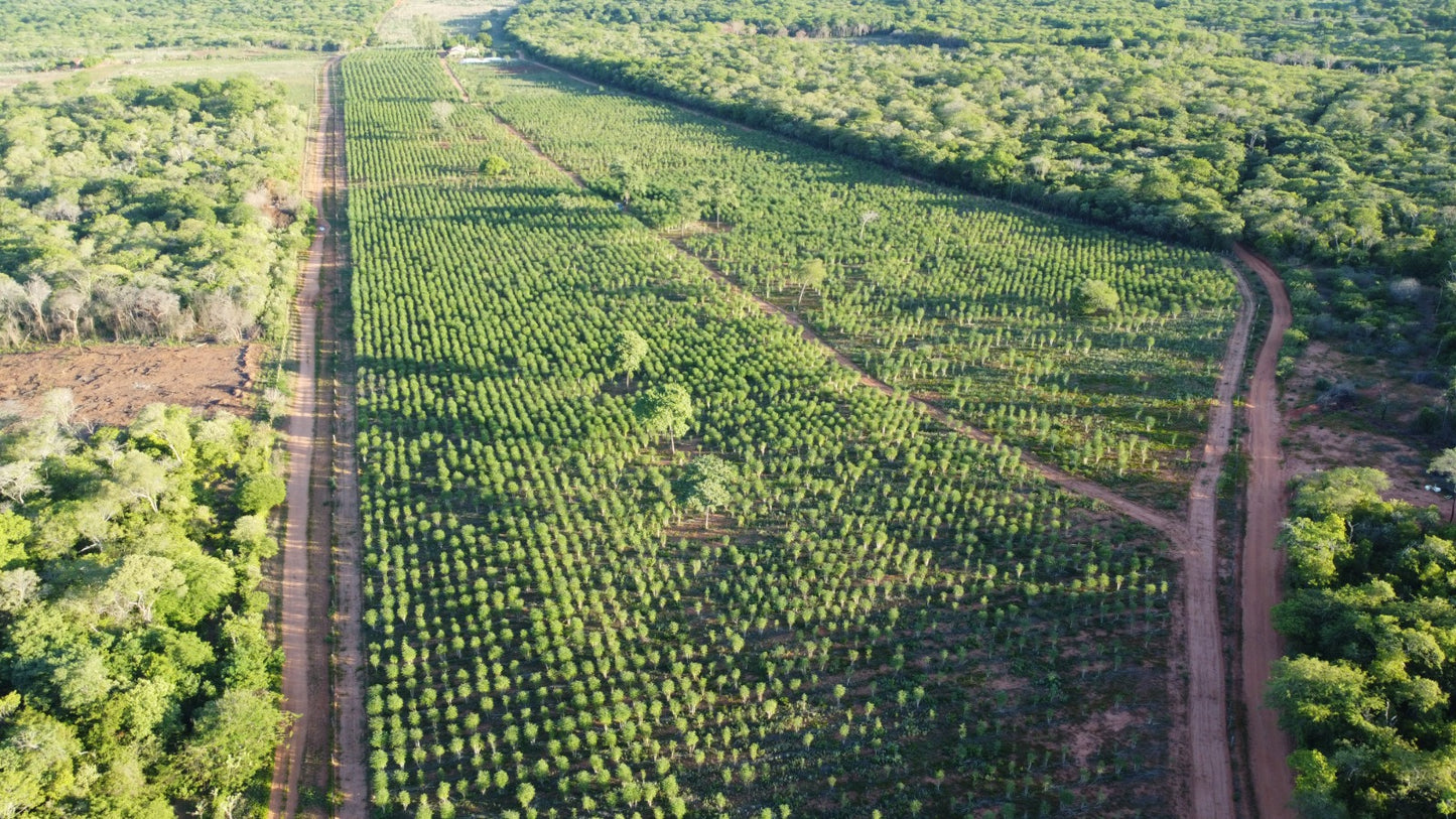 Farelo de moringa Agromoringa