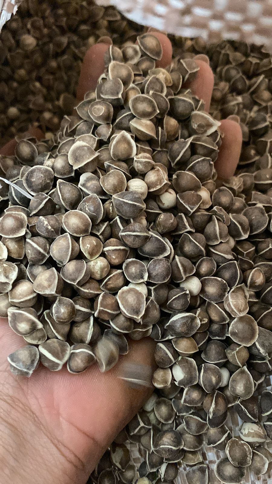 2 KG Semente de Moringa