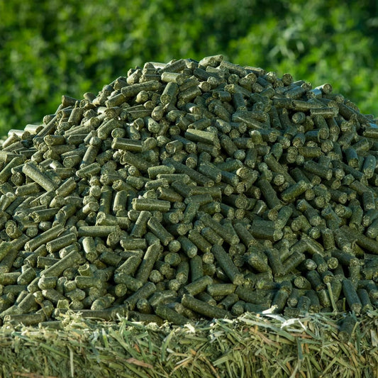 1 KG Pelete de Moringa