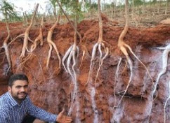 Manual Técnico de Manejo Pós-Corte da Moringa | Protocolo de Altas Produtividades Agromoringa