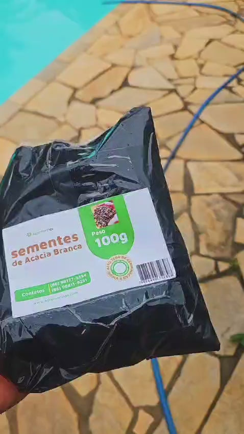 300 Sementes de Moringa + Manual de Plantio
